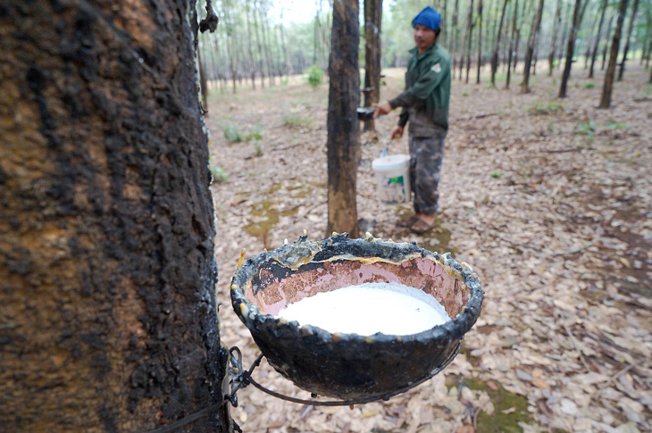 Kỳ tích cao su Việt trên nước bạn Lào - Kỳ 4: Người dân Lào đổi đời dưới tán rừng cao su - Ảnh 3.