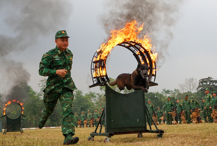 Những chú chó cứu hộ ở Làng Nủ góp mặt trong Triển lãm Quốc phòng quốc tế 2024 - Ảnh 8.