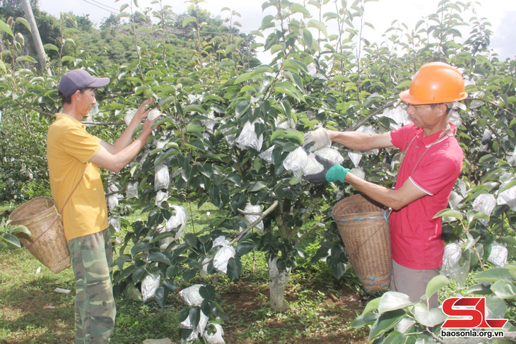 Xây dựng sản phẩm OCOP lê Tai Nung - Ảnh 1.