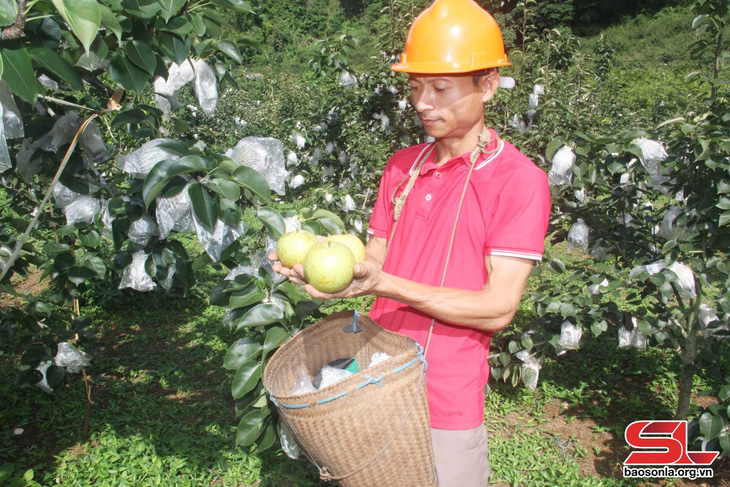 Xây dựng sản phẩm OCOP lê Tai Nung - Ảnh 3.