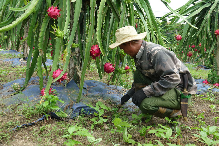 Mai Sơn vào vụ thu hoạch thanh long - Ảnh 3.