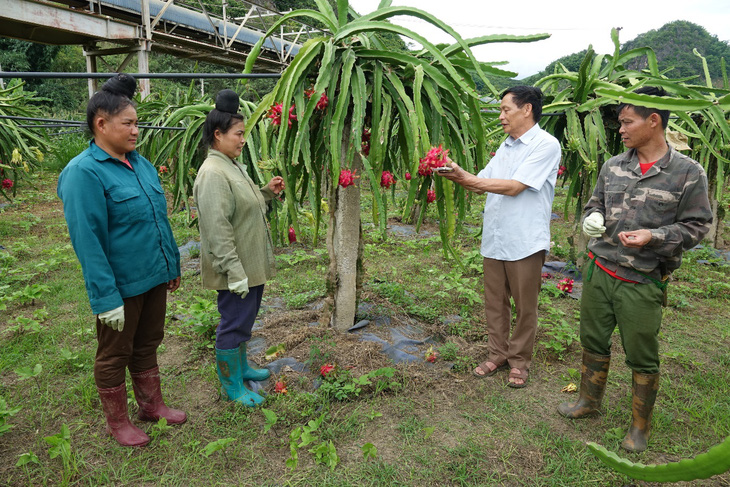 Mai Sơn vào vụ thu hoạch thanh long - Ảnh 4.