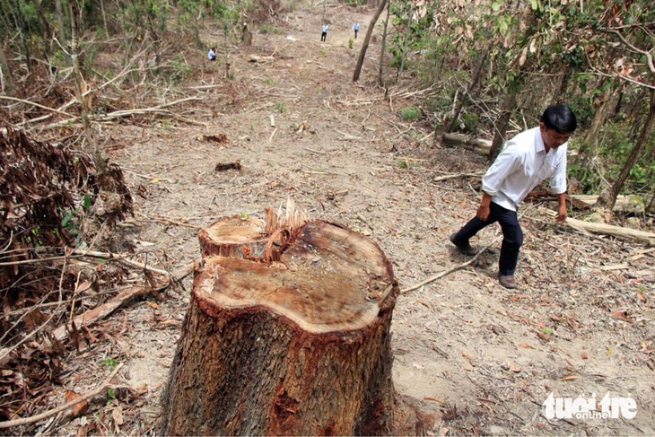 Hàng chục ngàn hecta rừng bị phá, Công an Đắk Lắk lập chuyên án đấu tranh - Ảnh 2.