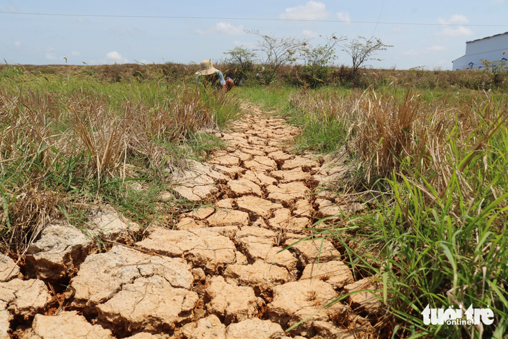 Hạn mặn gây nứt nẻ ruộng đồng tại tỉnh Trà Vinh, thời tiết cực đoan này có khả năng tái diễn trong mùa khô năm nay - Ảnh: NGỌC PHƯỢNG