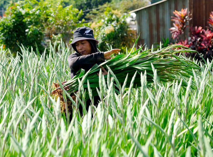 Hoa lay ơn Hiệp An (Đức Trọng, Lâm Đồng) không lo dội chợ - Ảnh: M.V.