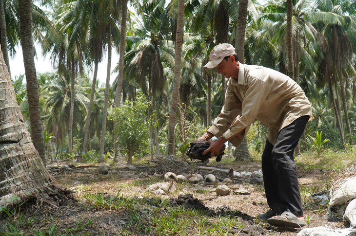 Với việc đưa cây dừa thành cây công nghiệp chủ lực, người trồng dừa Bến Tre cũng an tâm đầu tư hơn vì họ kỳ vọng giá cả sẽ ổn định hơn trước - Ảnh: MẬU TRƯỜNG