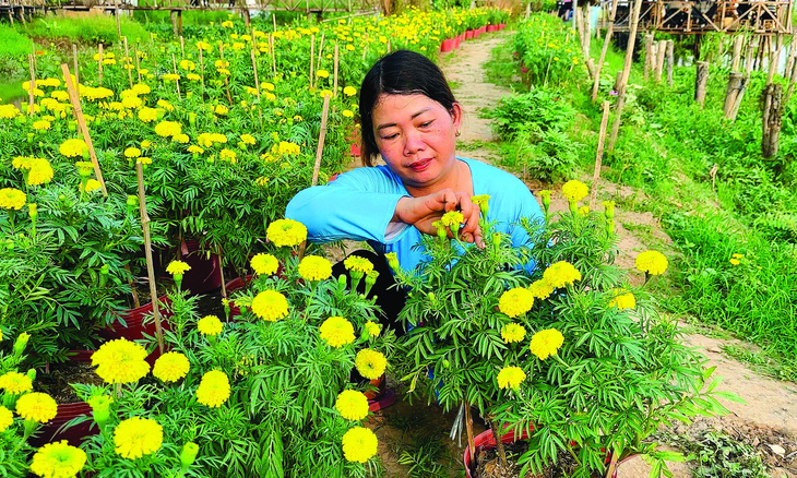 Bà Lê Thị Thoa (Đồng Tháp) tự trồng hoa chơi Tết và bán cho hàng xóm. Ảnh: ĐẶNG TUYẾT