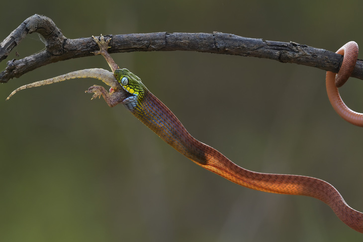Boiga cyanea: rắn rào tre baby săn mồi, ảnh chụp tại rừng Mã Đà (tháng 12-2017). Ảnh được nhiều tạp chí bò sát (Vương quốc Anh, Thái Lan, Ấn Độ) đăng tải. Ảnh: ĐÀO TẤN PHÁT