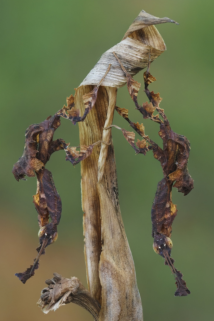 Bọ ngựa lá (Ảnh: ĐÀO TẤN PHÁT)