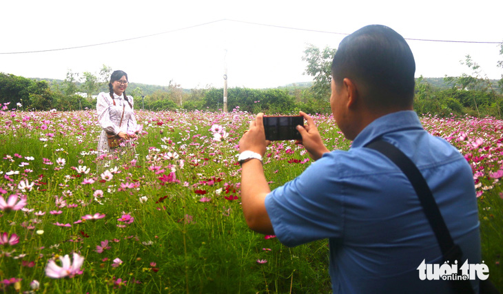 Khi đến tham quan tại Gành Đá Đĩa, du khách còn được check-in tại một cánh đồng hoa, cỏ hồng rộng hàng trăm mét vuông dọc lối đi