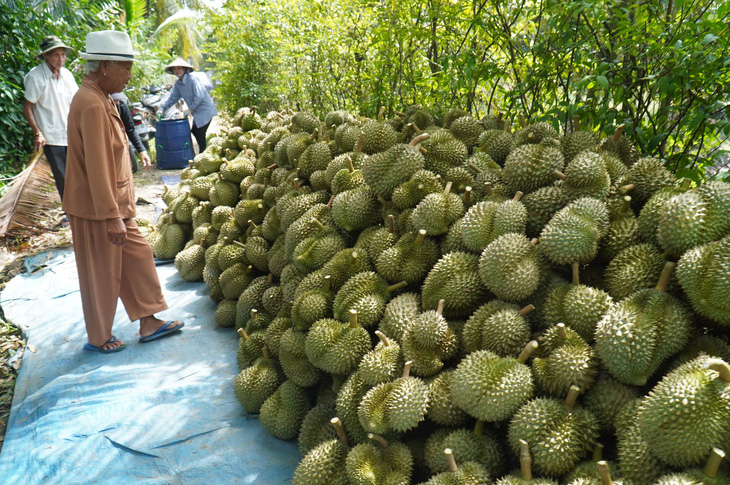 Sầu riêng tại tỉnh Tiền Giang đang được các vựa thu mua với giá 200.000 đồng/kg - Ảnh: MẬU TRƯỜNG