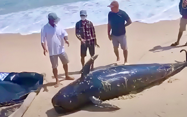 Cá voi nặng gần 1 tấn dạt vào bờ mùng 4 Tết