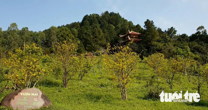Vườn mai gồm 103 cây tượng trưng cho tính cách thanh cao của Đại tướng Võ Nguyên Giáp - Ảnh: QUỐC NAM