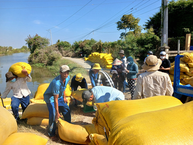 Thương lái thu mua lúa tại vùng ngọt hóa Gò Công, tỉnh Tiền Giang những ngày đầu năm 2024