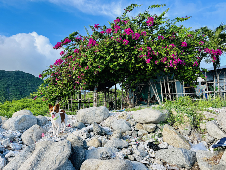 Những ngôi nhà làng chài phủ đầy hoa giấy của người dân trên đảo đầy bình yên - Ảnh: XUÂN VIÊN
