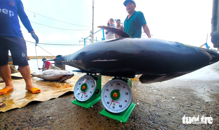 Con cá ngừ đại dương nặng 98 kg được tàu cá của thuyền trưởng Phạm Lộc (53 tuổi. ngụ TP Tuy Hòa) câu được vào ngày 7-2 (tức 28 tháng chạp) - Ảnh: NGUYỄN HOÀNG