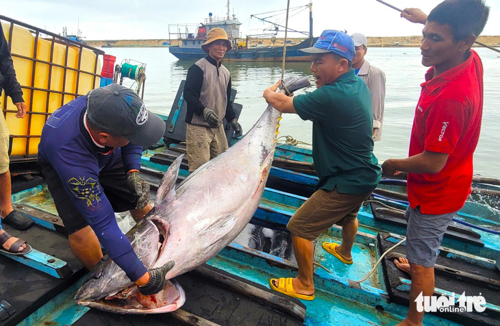 Con cá ngừ nặng gần 1 tạ được ngư dân đưa lên bờ - Ảnh: NGUYỄN HOÀNG