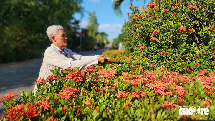 Ông Phan Văn Nới cắt tỉa hàng rào bông trang trước nhà mình - Ảnh: NGỌC KHẢI