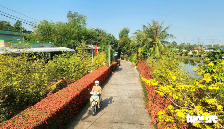 Hàng rào bông trang khoe sắc đỏ trước căn nhà của gia đình anh Lê Hữu Phước ở ấp Tân Long, xã Hòa Thành, huyện Lai Vung, tỉnh Đồng Tháp - Ảnh: NGỌC KHẢI chụp ngày 14-2 (tức mùng 5 Tết)