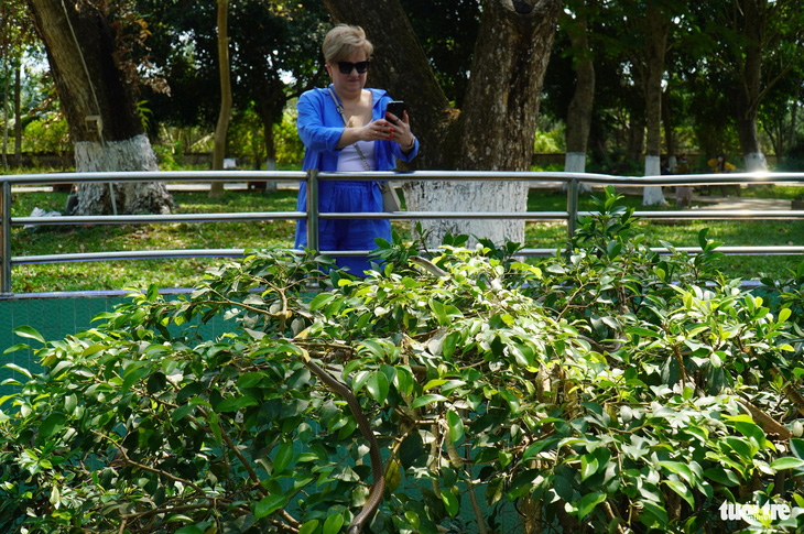 Một du khách nước ngoài chụp lại khoảnh khắc hàng trăm con rắn cuộn mình trên tán cây