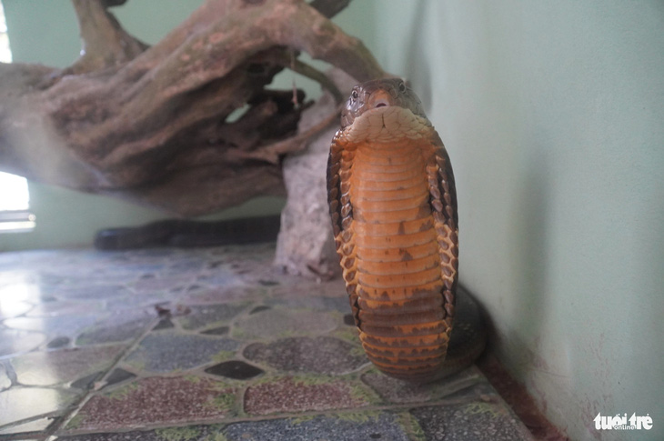Trại rắn Đồng Tâm có hơn 1.000 con rắn các loài, trong đó chủ yếu là rắn hổ mang với gần 700 con