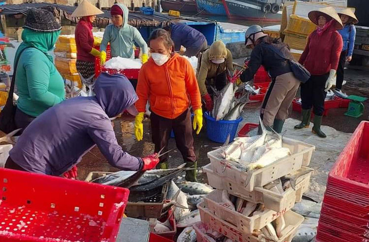 Ngay chuyến ra khơi đầu năm tại Quảng Trị, ngư dân trúng đậm luồng cá bè trị giá 400 triệu đồng - Ảnh: Q.NAM