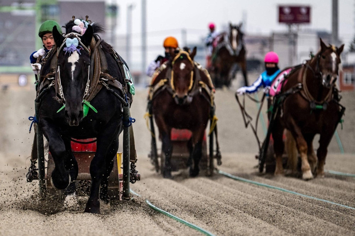 Những chú ngựa banba trong cuộc đua Banei Keiba diễn ra tại trường đua ngựa Obihiro vào ngày 9-12-2023 - Ảnh: AFP