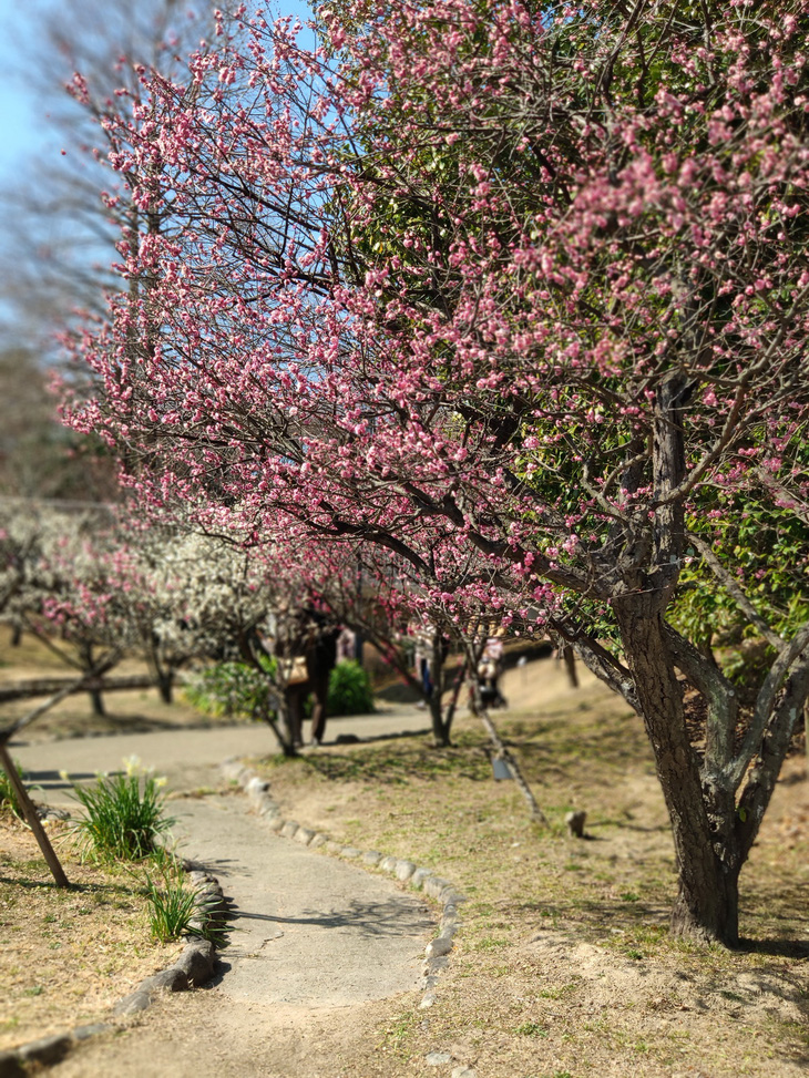 Vườn hoa mơ trong công viên Suma Rikyu