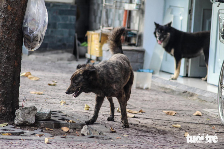 Chó thả rông ngoài đường phố tại TP.HCM không được rọ mõm - Ảnh: PHƯƠNG QUYÊN 