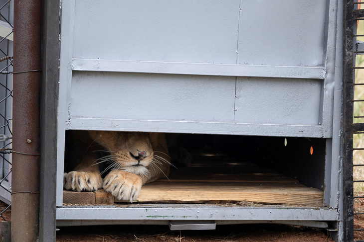 Trong ảnh là 1 trong 11 con sư tử được giải cứu khỏi Sudan, đất nước bị chiến tranh đang tàn phá. Chúng được quỹ phúc lợi động vật Four Paws thả tại một khu bảo tồn động vật hoang dã ở tỉnh Free State của Nam Phi vào ngày 17-2 - Ảnh: REUTERS