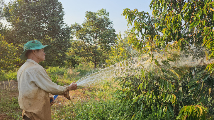 Do thời tiết nắng nóng kéo dài, nhiều nhà vườn tại Đông Nam Bộ và Tây Nguyên lo lắng vì thiếu nước tưới tiêu - Ảnh: N.TRÍ