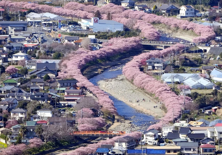 Những ngôi nhà trong mùa hoa anh đào nở rộ tại tỉnh Shizuoka, Nhật Bản - Ảnh minh họa: Kyodo