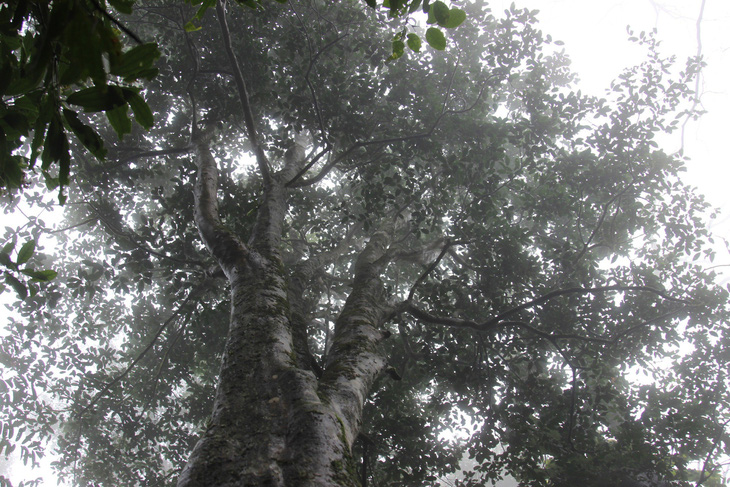 Một cây chè tiến vua cổ thụ ở xã An Toàn, huyện An Lão - Ảnh: THANH DIỄM
