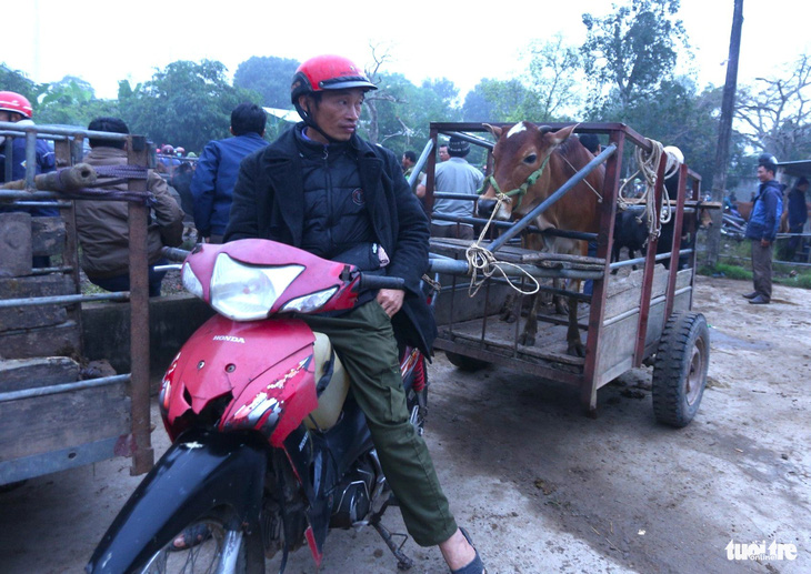 Người dân thường sử dụng xe kéo để chở trâu bò đến chợ - Ảnh: LÊ MINH