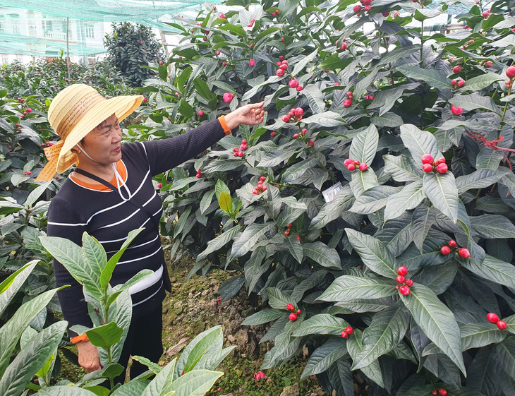 Vườn hoa hải đường tại làng hoa Đồng Dụ, huyện An Dương, TP Hải Phòng sẵn sàng phục vụ khách có nhu cầu dịp Tết Nguyên đán Giáp Thìn 2024 - Ảnh: T.THẮNG