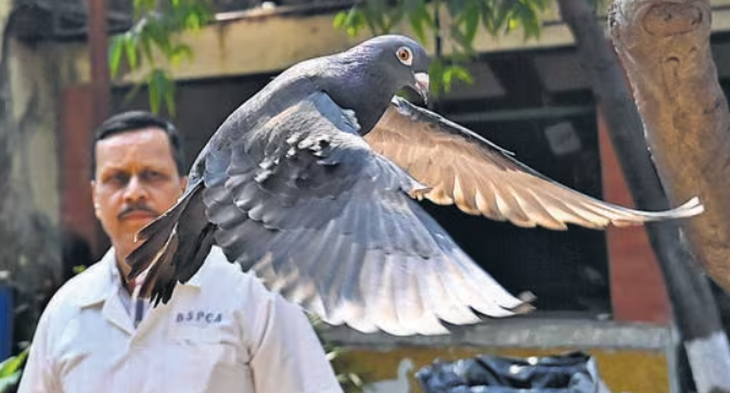 Chú chim bồ câu được thả hôm 30-1 - Ảnh: HINDUSTAN TIMES