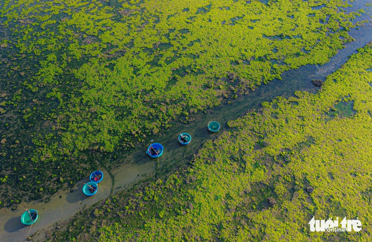 Rong biển ở vùng bãi rạn san hô thôn Từ Thiện, xã Phước Dinh có hai loại chính là rong xanh và rong mơ - Ảnh: DUY NGỌC