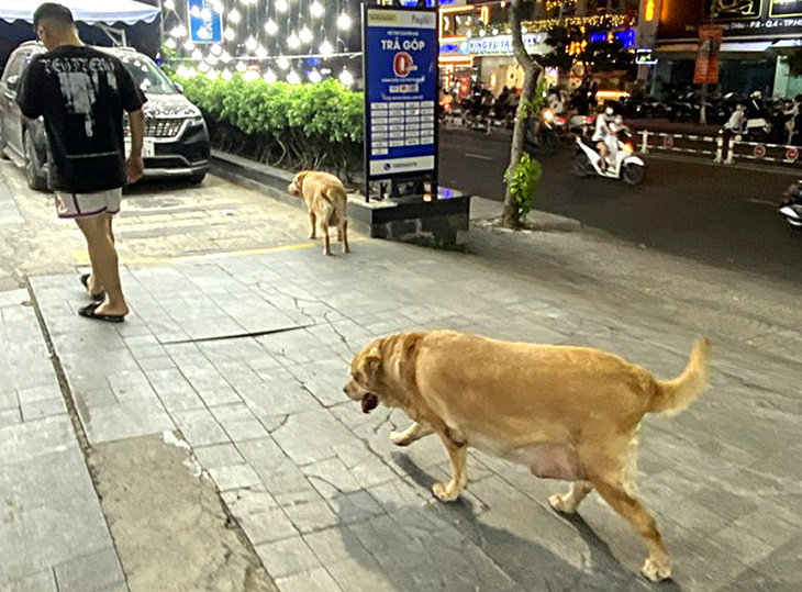 Nhiều chó thả rông trên đường Hoàng Diệu, quận 4 (TP.HCM) - Ảnh: TỰ TRUNG