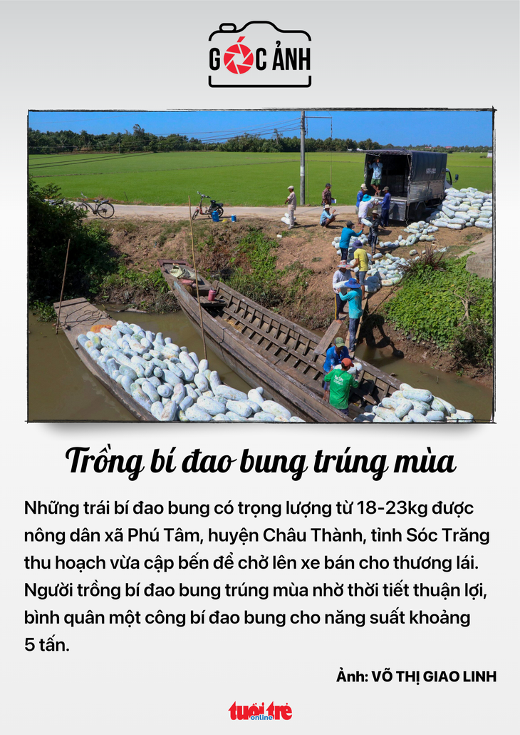 Trồng bí đao bung trúng mùa - Ảnh: VÕ THỊ GIAO LINH Trồng bí đao bung trúng mùa - Ảnh: VÕ THỊ GIAO LINH
