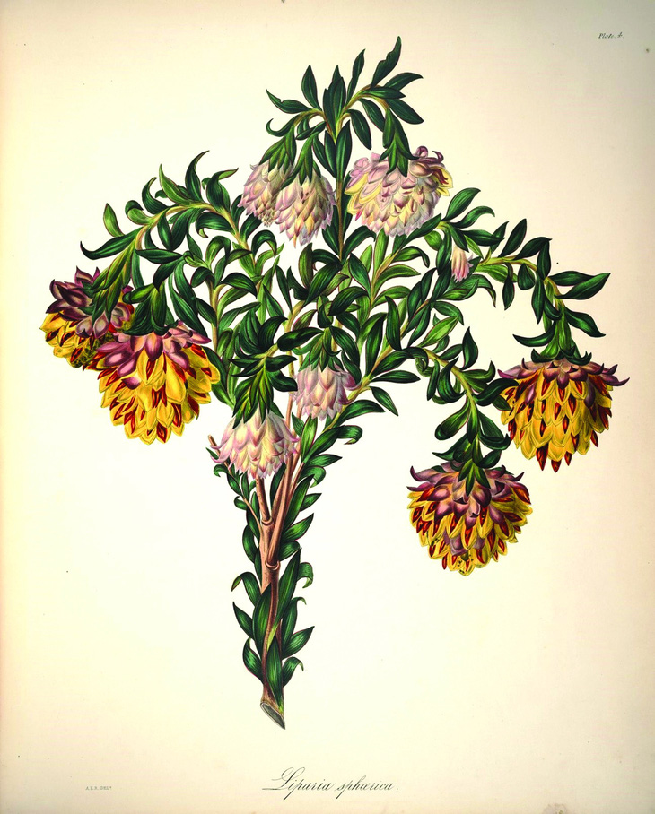 Liparia splendens (tên cũ: Liparia spherica) là một loại cây có hoa thuộc Họ Đậu (Fabaceae) của Nam Phi. Tranh vẽ bởi “một quý bà”.