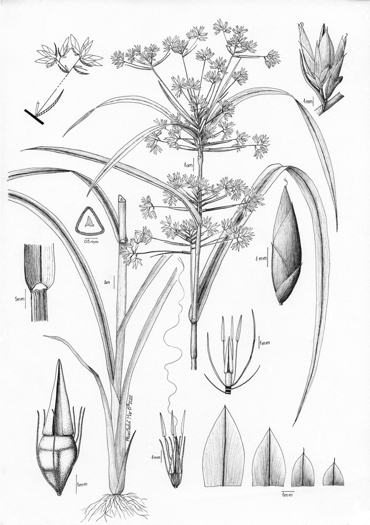 Chủy tử tản phòng, tên khoa học Rhynchospora corymbosa (L.) Britton, thuộc họ lác, cói (Cyperaceae Juss).