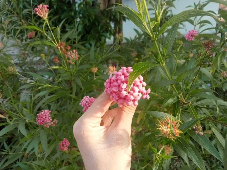 Vẻ đẹp của bông hoa nhỏ - Ảnh: THU NGUYỄN