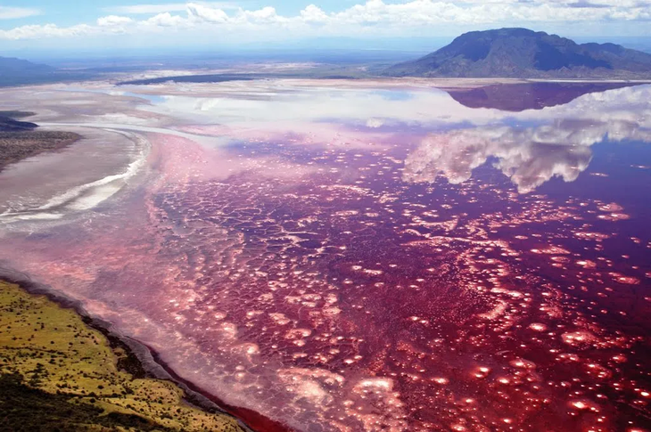 Màu nước đỏ của hồ Natron - Ảnh: SAFARI IN AFRICA