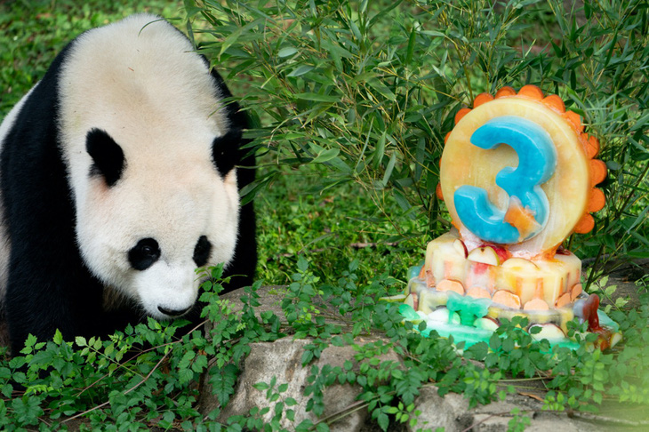 Gấu trúc Tiểu Kỳ Tích đón sinh nhật 3 tuổi tại Vườn thú quốc gia Smithsonian ở Washington, Mỹ vào tháng 8-2023. Gấu trúc này cùng cặp gấu bố mẹ đã về lại Trung Quốc vào tháng 11-2023 - Ảnh: AFP