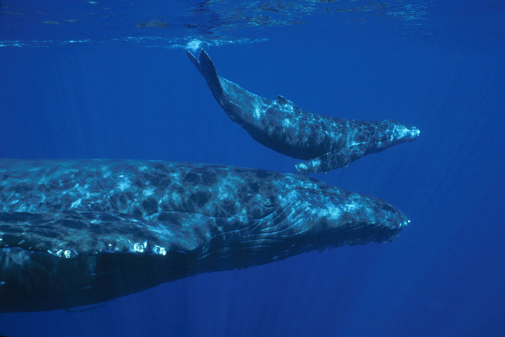 Các loài cá voi được biết là có khả năng sáng tác những bài hát phức tạp di chuyển khắp các đại dương - Ảnh: GETTY IMAGES