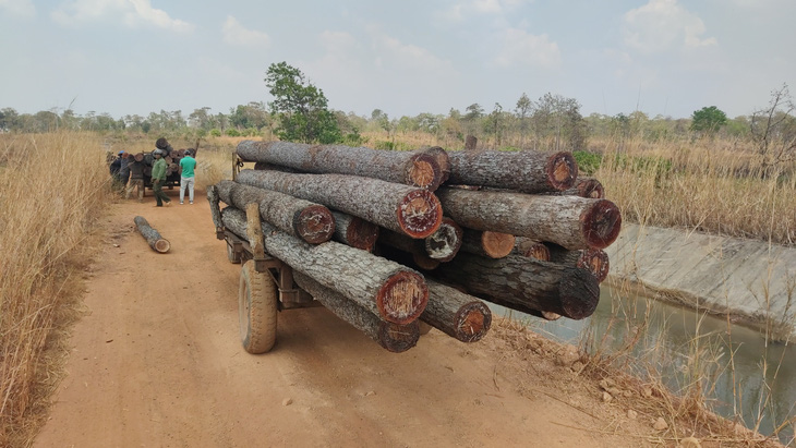 Tang vật trong vụ phá rừng quy mô lớn ở xã Ia Mơ (huyện Chư Prông, tỉnh Gia Lai) đêm 30 Tết - Ảnh: BỒNG SƠN