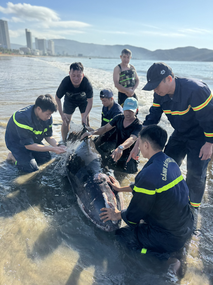 Lực lượng chức năng và người dân sơ cứu cho cá voi - Ảnh: N.H.T.