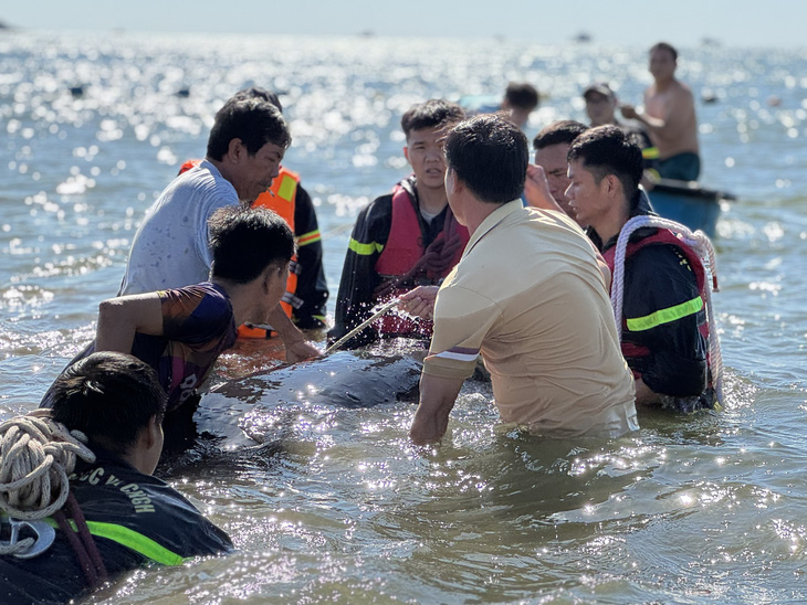 Lực lượng cảnh sát phòng cháy chữa cháy - cứu nạn cứu hộ Công an tỉnh Bình Định và người dân cứu thành công cá voi trôi vào bờ biển Quy Nhơn - Ảnh: N.H.T.
