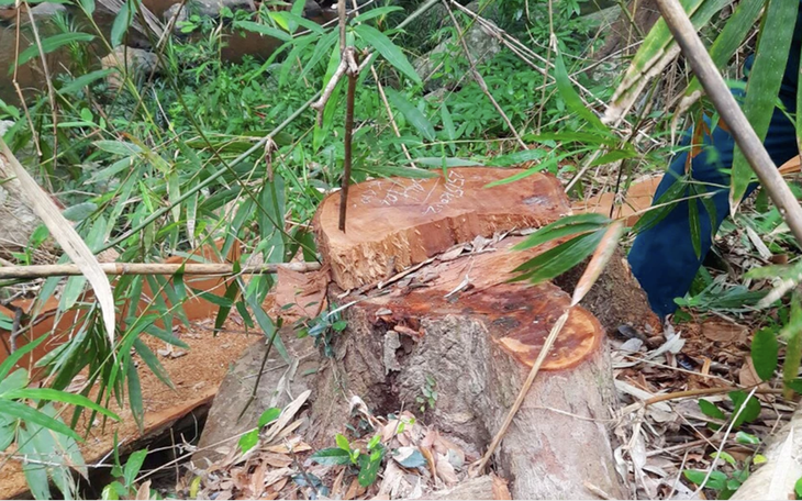 Cảnh cáo giám đốc công ty lâm nghiệp vì để phá rừng, gây thiệt hại hơn 200m³ gỗ