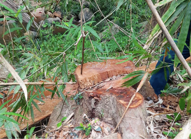 Cây rừng tự nhiên trong lâm trường của Công ty TNHH một thành viên Lâm nghiệp Kông H'de quản lý bị cưa hạ trái phép - Ảnh: H.C.Đ.